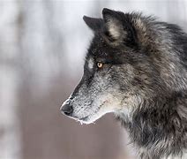 Image result for Hunder Wolf