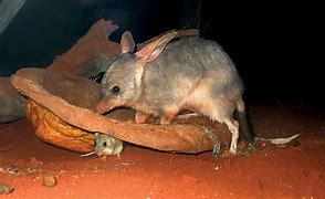 Image result for Bilby Babies