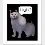 Image result for Uhh Cat Meme