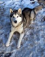 Image result for Perro Malamute