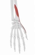 Image result for Extensor Pollicis Brevis