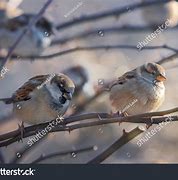 Image result for Male House Sparrow Bird