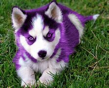 Image result for Purple Doge