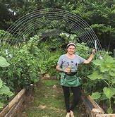 Image result for Hog Wire Trellis