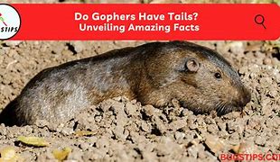 Image result for Pictures of Gophers