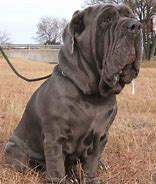 Image result for Neapolitan Mastiff Next to Human