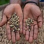 Image result for Coffee Malt Uganda