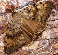 Image result for Gypsy Moth Invasive Species