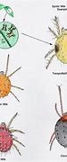 Image result for Plant Mites