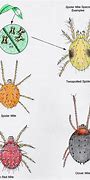 Image result for Kill Plant Mites