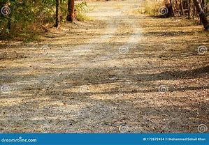 Image result for Dirty around a Tree On the Footpath