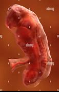 Image result for Embryonic Period of Development