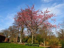 Image result for Prunus Accolade