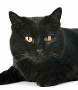 Image result for Black Cat Breeds