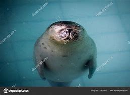 Image result for White Fur Seal Fat