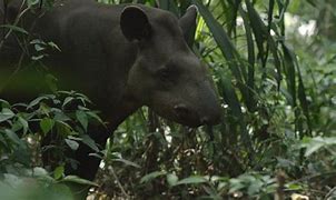 Image result for Anteater Tapir