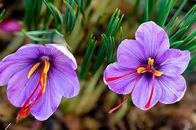 Image result for Saffron On Top