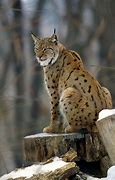 Image result for Lynxes Animal