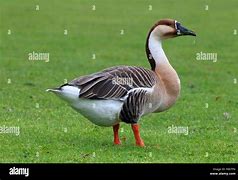 Image result for Afghanistan Goose