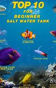 Image result for Big Aquarium Fish Saltwater