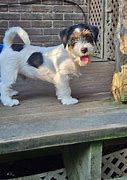 Image result for Russell Terrier