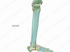 Image result for Head vs Lateral Malleolus of the Fibula