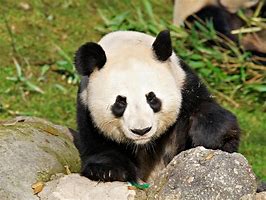 Image result for Panda Si Jia