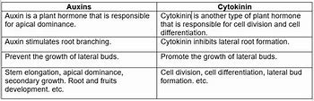 Image result for Auxin Cytokinin Soybean Nodule