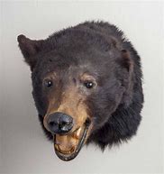 Image result for Black Bear Head