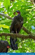 Image result for Crested Guan Bird