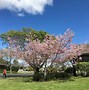 Image result for Prunus Awanui