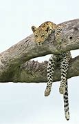 Image result for Leopard Sitting in Tree