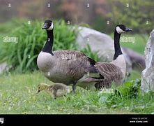 Image result for Branta Goose Family