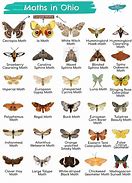 Image result for Large Ohio Moth