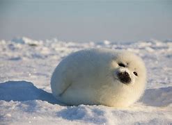 Image result for Fat Harp Seal