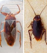 Image result for Water Bug Babies