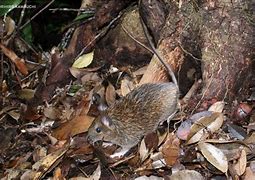 Image result for Amami Spiny Rat