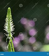 Image result for Spiked Rampion