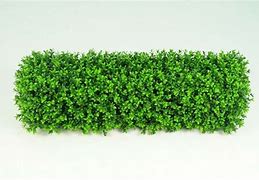 Image result for Boxwood Hedge Plants