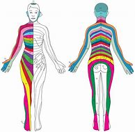 Image result for Neck Nerve Pain Chart