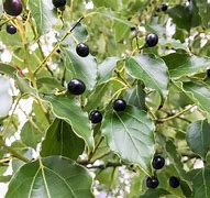 Image result for Cinnamon Camphor Tree