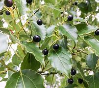 Image result for Camphor Tree New Leaves