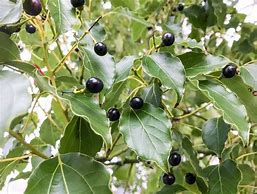 Image result for Camphor Tree Bonsai