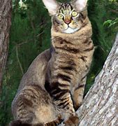 Image result for Maine Coon Serval Mix Cat