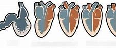 Image result for Vertebrate Circulatory System