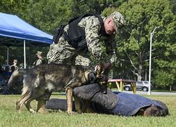 Image result for United States Military Police K9 Dogs