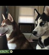 Image result for White Female Siberian Husky