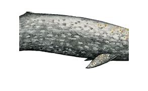 Image result for Gray Whale Animal