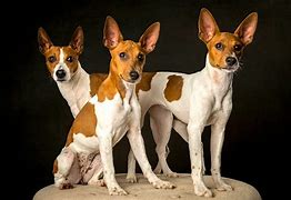 Image result for Rat Terrier Breeds