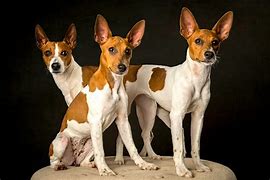 Image result for Rat Dog Breed